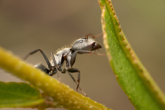 Myrmaphaenus