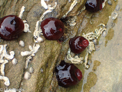 Actinia tenebrosa