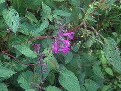 Salvia simulans