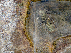 Sypharochiton pelliserpentis