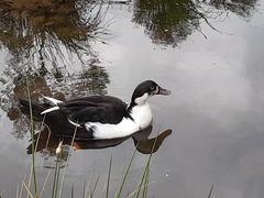Anas platyrhynchos × Cairina moschata