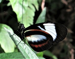 Heliconius cydno