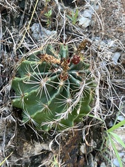 Hamatocactus setispinus