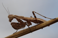 Ligaria
