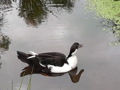 Anas platyrhynchos × Cairina moschata