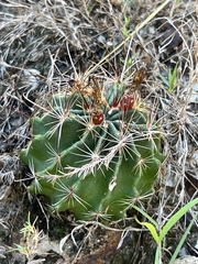 Hamatocactus setispinus