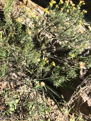 Ericameria laricifolia