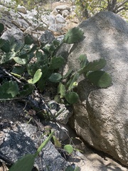Opuntia bravoana