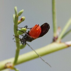 Braconinae