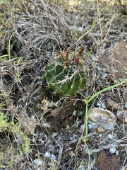 Hamatocactus setispinus
