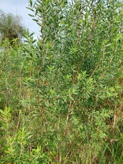 Baccharis dracunculifolia
