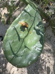Opuntia bravoana