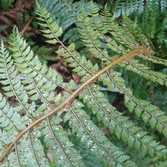 Polystichum vestitum
