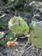 Opuntia bravoana