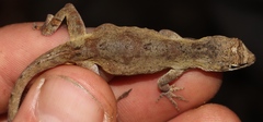 Anolis cusuco