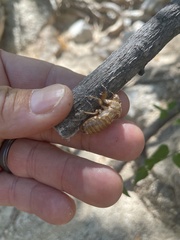Okanagana aurantiaca