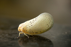 Poekilloptera