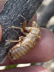 Okanagana aurantiaca