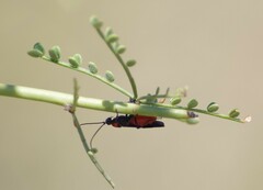 Braconinae