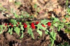 Blitum virgatum