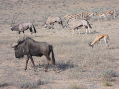 Connochaetes taurinus taurinus