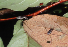Neogerris hesione