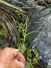 Panicum hirticaule