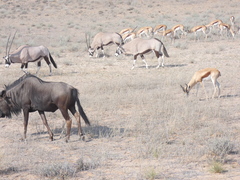 Connochaetes taurinus taurinus