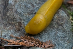 Ariolimax dolichophallus