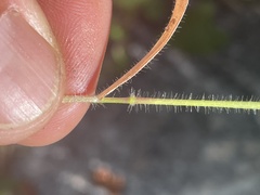 Panicum hirticaule
