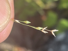 Panicum hirticaule
