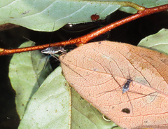 Neogerris hesione