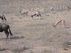 Connochaetes taurinus taurinus