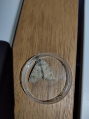 Ammoconia caecimacula