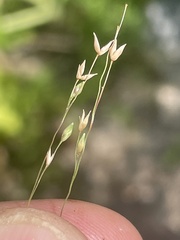 Panicum hirticaule