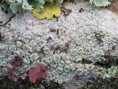 Lecanora
