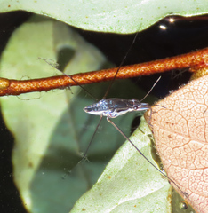 Neogerris hesione