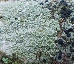 Lecanora