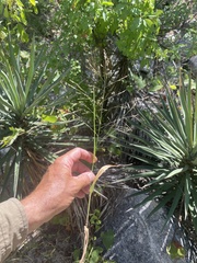 Panicum hirticaule
