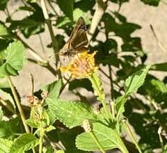 Atalopedes campestris