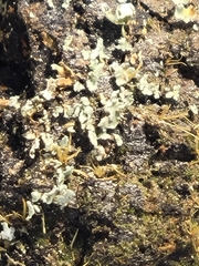 Physcia dimidiata