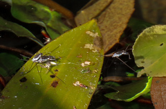 Neogerris hesione