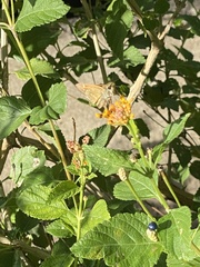 Atalopedes campestris