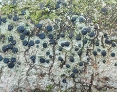 Lecidella elaeochroma