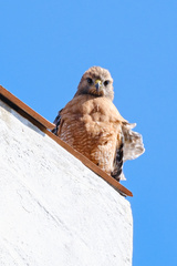 Buteo lineatus elegans
