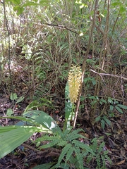 Calanthe speciosa