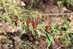 Blitum virgatum