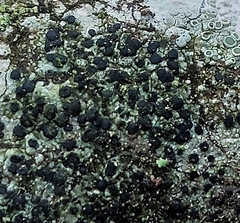 Lecidella elaeochroma