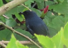 Diglossa albilatera