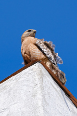 Buteo lineatus elegans